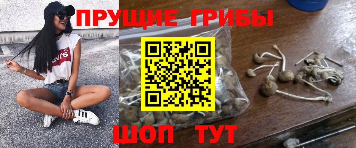 Галлюциногенные грибы Psilocybe Жигулёвск